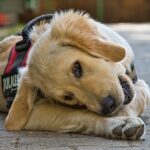 Comment choisir un harnais pour chien sans se tromper