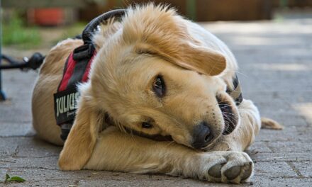 Comment choisir un harnais pour chien sans se tromper
