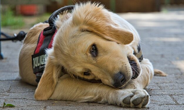 Comment choisir un harnais pour chien sans se tromper