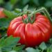 Guide complet pour cultiver la marmande, la tomate savoureuse du jardin.