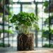Guide ultime pour cultiver et entretenir des plantes sans terre chez vous