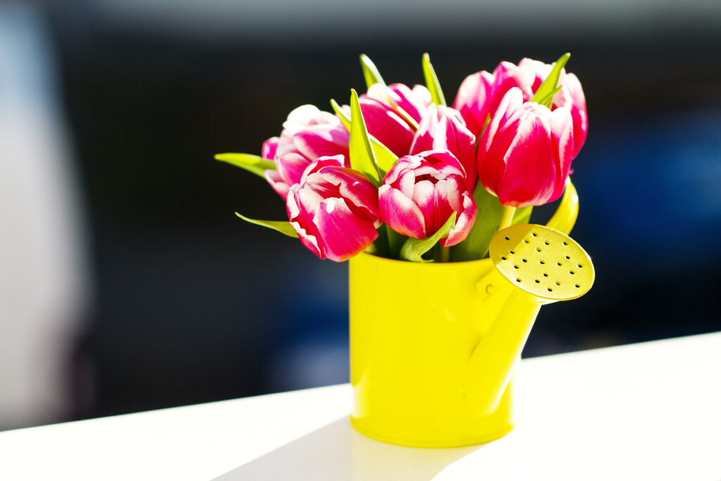Tulipes en jardinière : une méthode simple pour planter vos bulbes avec succès