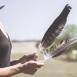 comment perdre ses plumes