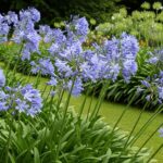 Pourquoi l’agapanthe embellit-elle le jardin toute l’année ?