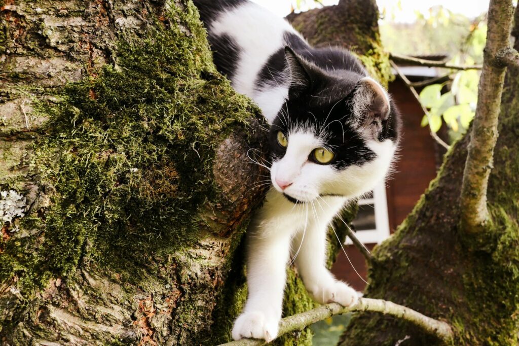 Chat roux grimpant sur un arbre à chat en sisal près d'une fenêtre ensoleillée