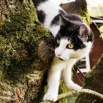 Chat roux grimpant sur un arbre à chat en sisal près d'une fenêtre ensoleillée