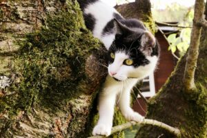Comment habituer un chat à son arbre à chat quand il l'ignore royalement ? Chat roux grimpant sur un arbre à chat en sisal près d'une fenêtre ensoleillée