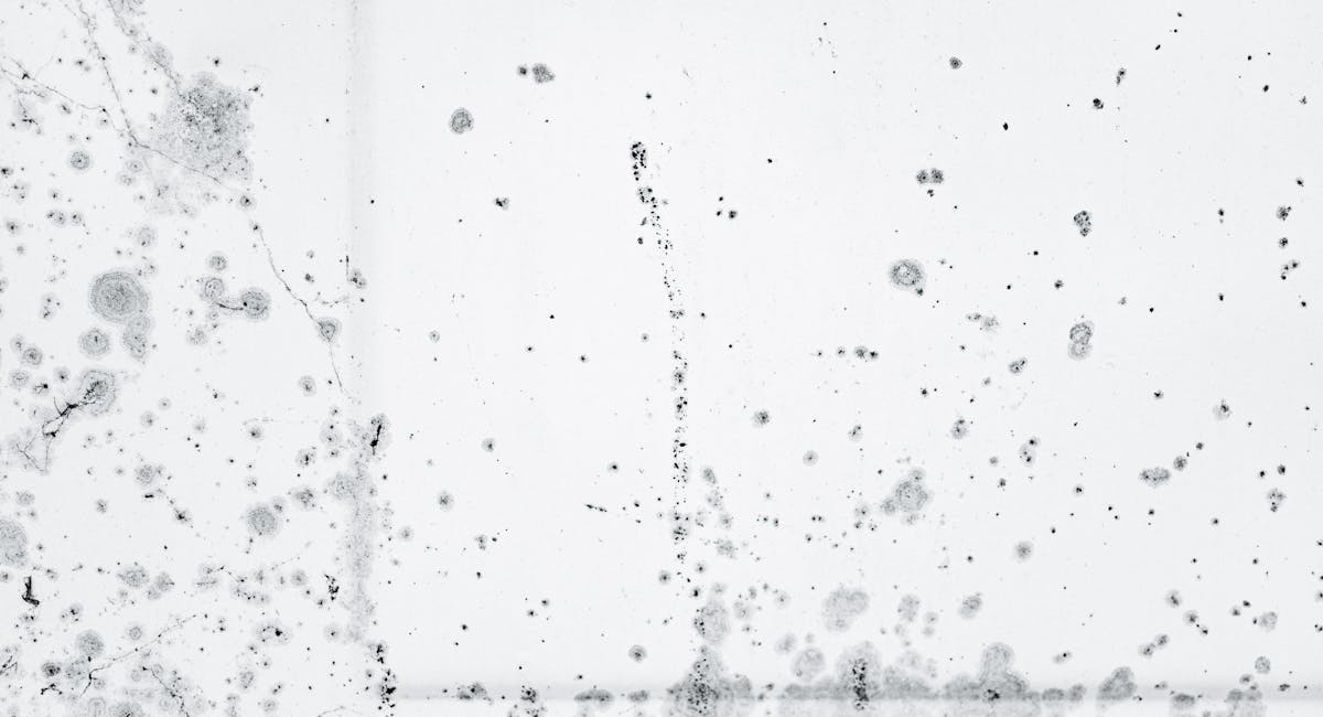 Taches noires de moisissures sur un mur blanc humide intérieur
