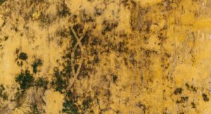 Remontées capillaires et vice caché immobilier : le dossier complet pour défendre vos droits Mur intérieur humide avec traces de moisissures et peinture décollée