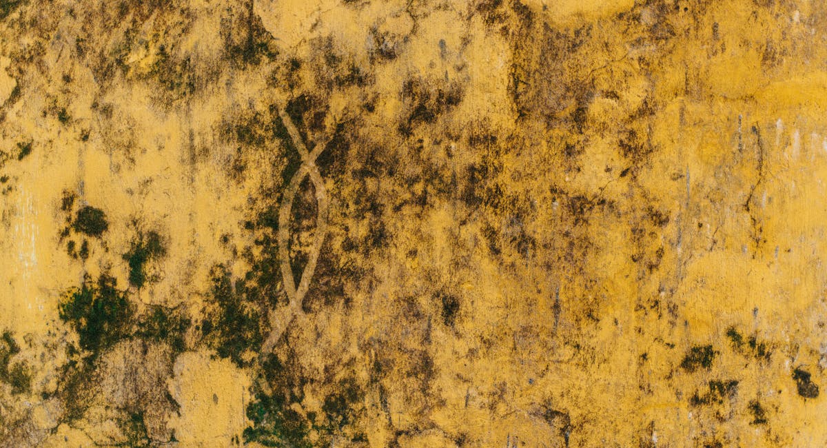 Mur intérieur humide avec traces de moisissures et peinture décollée
