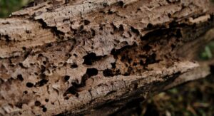 Galeries creusées par des termites dans une poutre en bois de charpente
