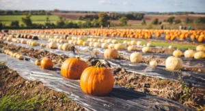 Cultiver la butternut comme un pro : les 5 étapes que les jardiniers cachent Gros plan sur des courges butternut mûres dans un potager ensoleillé