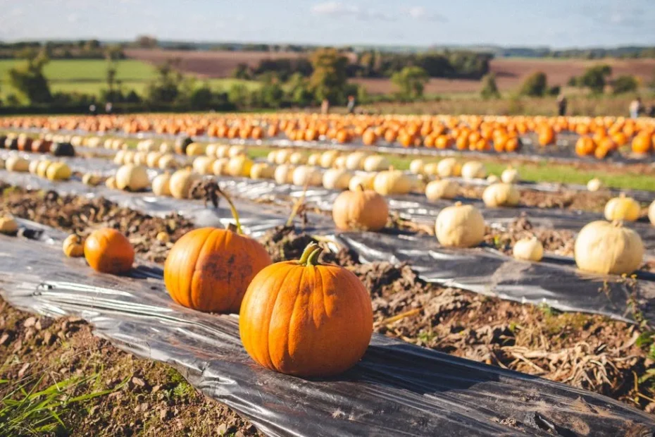 Gros plan sur des courges butternut mûres dans un potager ensoleillé