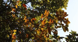 Les 4 causes du jaunissement de l'arbousier : et pourquoi vous vous trompez probablement de traitement Gros plan sur un arbousier aux feuilles jaunes dans un jardin méditerranéen
