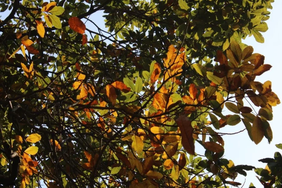 Gros plan sur un arbousier aux feuilles jaunes dans un jardin méditerranéen