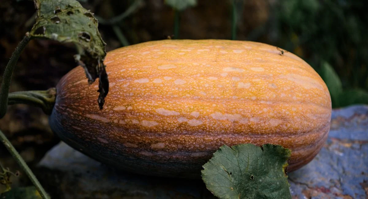 illustration-culture-de-butternut-1784125100315 Cultiver la butternut comme un pro : les 5 étapes que les jardiniers cachent