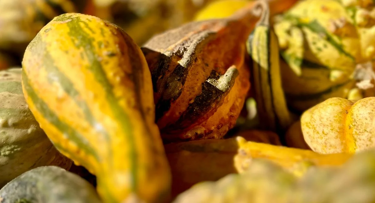 illustration-culture-des-butternuts-1784131810435 Cultiver le butternut sans échecs : les 5 stratégies que les jardiniers chevronnés cachent