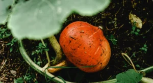 Pied de butternut garni de courges mûres dans une terre bien paillée