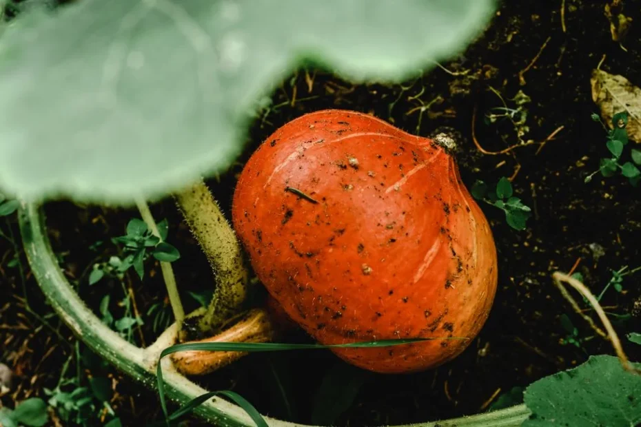Pied de butternut garni de courges mûres dans une terre bien paillée