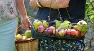 La syntropie n'est pas vous croyez : redéfinition physique, biologique et pratique d'un concept galvaudé Plantation dense sur 4 strates, verger syntropique en France tempérée
