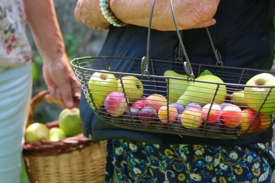Plantation dense sur 4 strates, verger syntropique en France tempérée