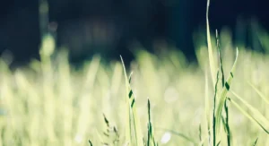 Tondeuse à batterie sur pelouse de jardin contemporain, éclairage naturel