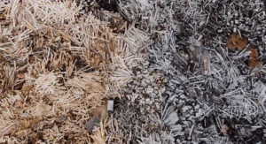 Vue plongeante sur une allée de jardin paillée en copeaux clairs sous arbres